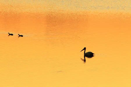 Pelican at Sunsetの写真素材