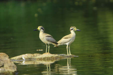 Stone Ploverの写真素材