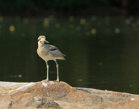 Stone Ploverの写真素材