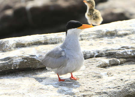 River tern with Baby