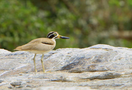 Stone Ploverの写真素材