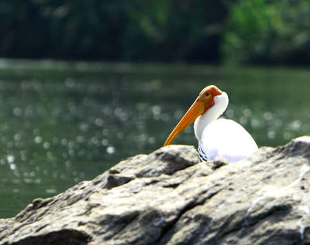 Painted Storkの写真素材