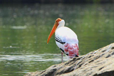 Painted Storkの写真素材