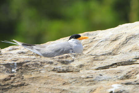 River Ternの写真素材