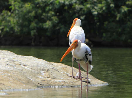 Painted Stork Flockの写真素材