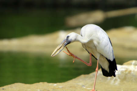 Open Bill Storkの写真素材