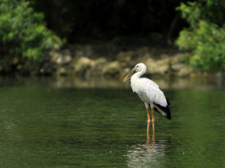 Open Bill Stork