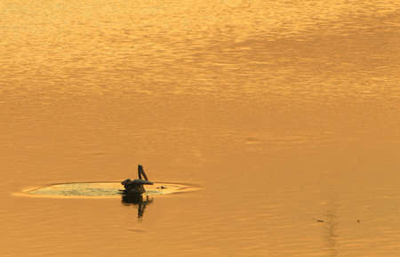 Pelican at Sunsetの写真素材