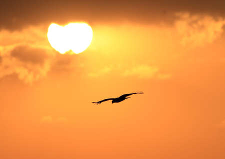 Eagle Flying at sunsetの写真素材