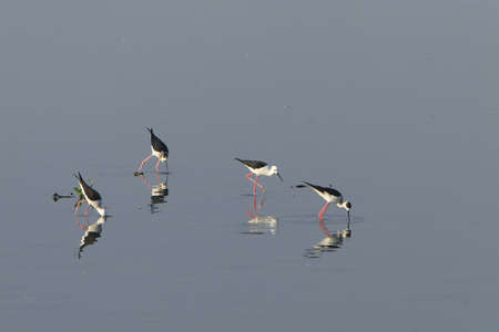 Sandpiper Flockの写真素材