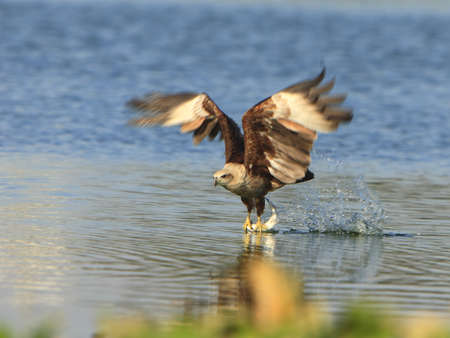 Eagle Flying