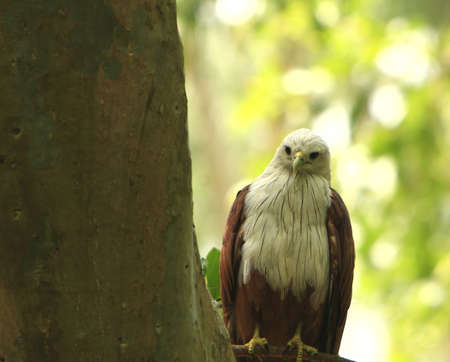 Eagle