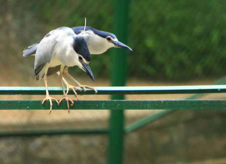 Heronsの写真素材