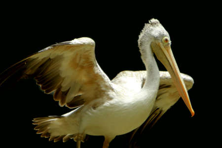 Pelicanの写真素材