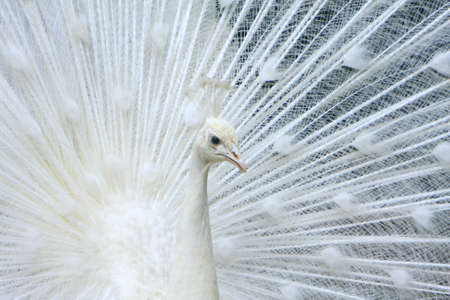 White Peacockの写真素材