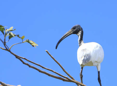 White Ibisの写真素材