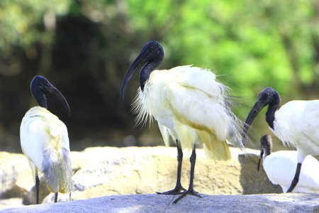 White Ibisの写真素材