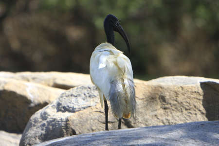 White Ibisの写真素材