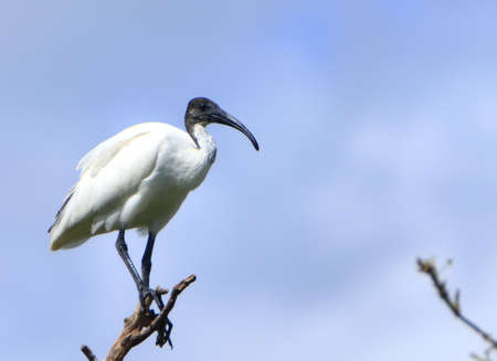 White Ibisの写真素材