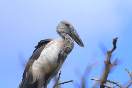 Storkの写真素材