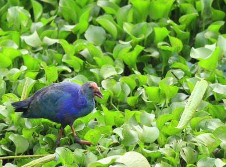 Swamphen