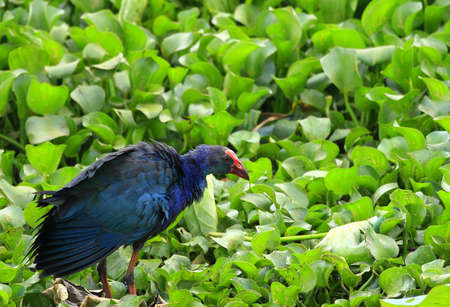 Swamphenの写真素材