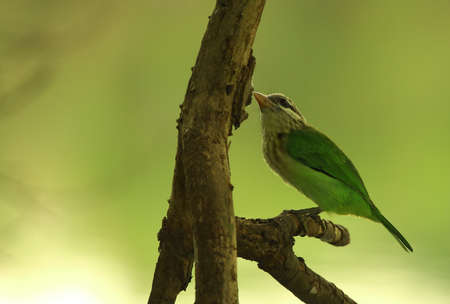 WoodPeckerの写真素材