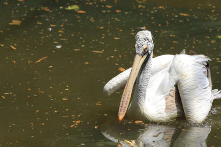 Pelicanの写真素材