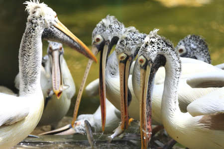 pelicanの写真素材