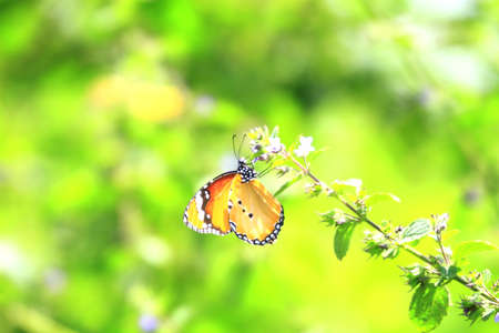 Butterflyの写真素材