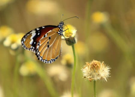 Butterflyの写真素材
