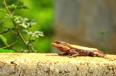 Lizardの写真素材