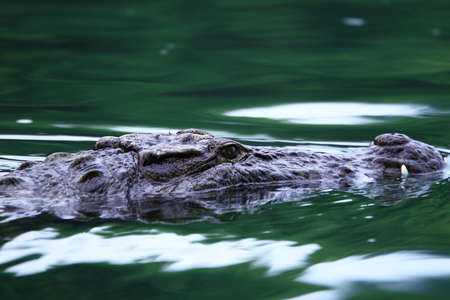 Crocodileの写真素材