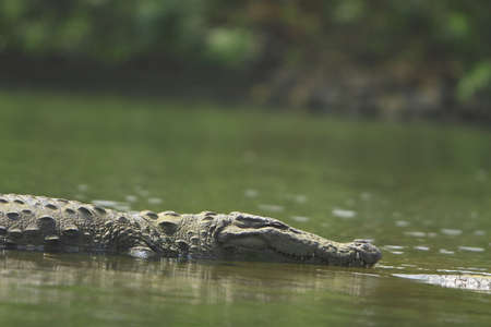 Crocodileの写真素材