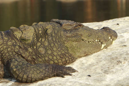 Crocodileの写真素材