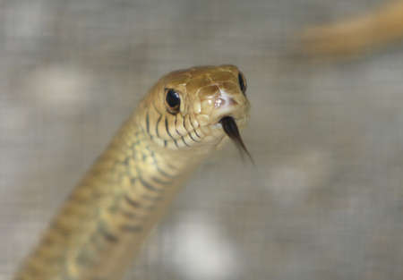 Snake