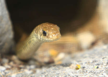 Snakeの写真素材