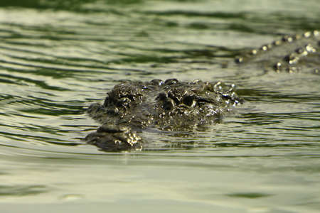 Crocodileの写真素材
