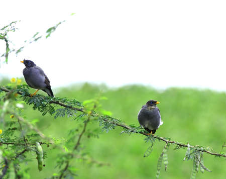 Myna Couple