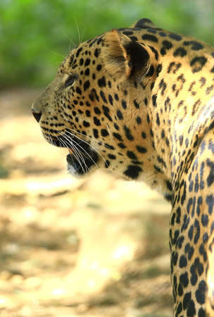 Leopardの写真素材