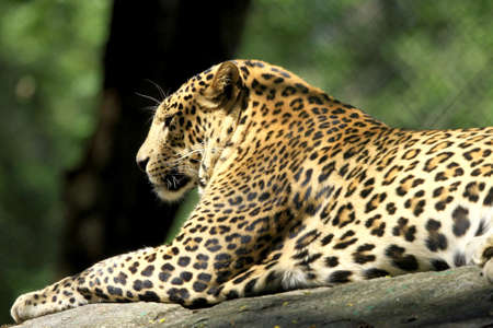Leopardの写真素材