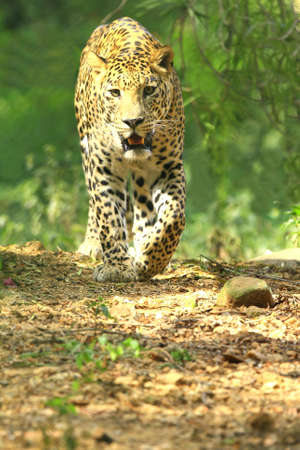Leopard