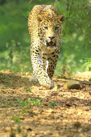 Leopard