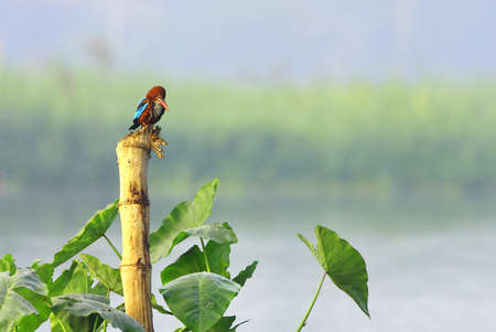 Kingfisherの写真素材