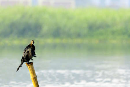Cormorantの写真素材