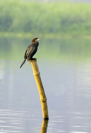 Cormorantの写真素材