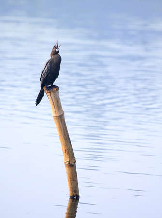 Cormorantの写真素材