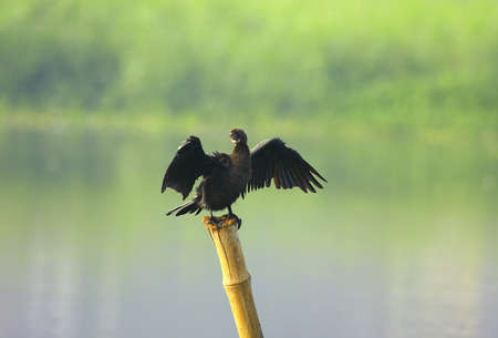 Cormorantの写真素材