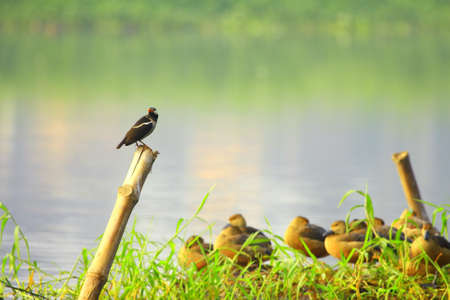 Starlingの写真素材