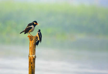 Starling Coupleの写真素材